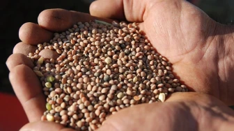 Çiftçiye Yüzde 75 Hibeli Tohum Desteği: Büyük Tarım Hamlesi