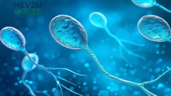 Stresin Sıradışı Etkisi: Erkek Kısırlığında Unutulan 'Hormonal' Faktörler Ortaya Çıktı!