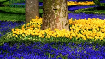 İstanbul Lale Festivali ne zaman?