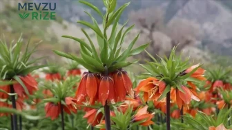 Ters Lale: Doğanın Nadir Güzelliği ve Koruma Yasaları