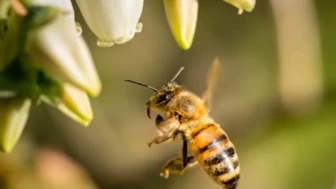 Rüyada Arı Görmek Ne Anlama Gelir?