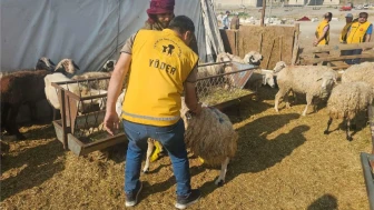 Kurban Bağışı Maliyetleri: Yetimlere Destek İçin Ne Kadar Ayırmalıyız?