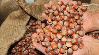 Fındık Fiyatlarındaki Düşüşün Arkasındaki Sebepler Neler?