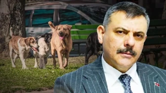 İçişleri Bakanı'ndan sokak hayvanları açıklaması: Yüzde 75'i toplandı
