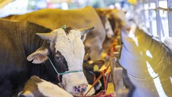 Kurban Bayramı ne zaman? Tatil süresi bu yıl kaç gün olacak?