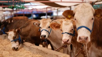 Kurban Kesim Ücretleri 1.500 TL ile Başlıyor