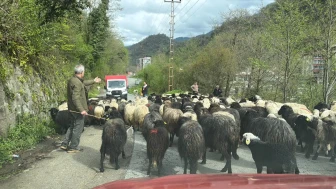 Yayla Göçü Başladı, Binlerce Kişi O Görüntüleri İzlemek İçin Bölgeye Geliyor