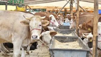 Trabzon’da kurban satış ve kesim alanları nerede? Detaylar belli oldu
