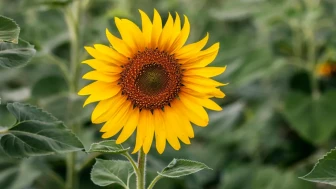 Ayçiçeğiyle İyi Uyum Sağlayacak 14 Bitki—Artı Yakınında Asla Yetiştirmemeniz Gereken 3 Bitki