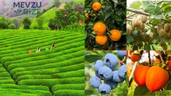 Rize'de Sadece Çay mı Yetişiyor? İşte Şehrin En Önemli Tarım Ürünleri