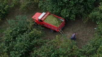 Karadeniz’de Fındık Bahçesi Olanlar Bu Detayı Araştırıyor: Destek Ödemeleri ve Yeni Sezon Öncesi Bekleyiş Arttı