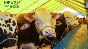 Kurban Bayramı'nda 3,3 Milyon Kurban İniltileri Değerlendiriliyor!