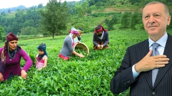 Karadeniz’de Çay Sezonu Hareketliliği Başladı: Üreticiler Verimden Umutlu
