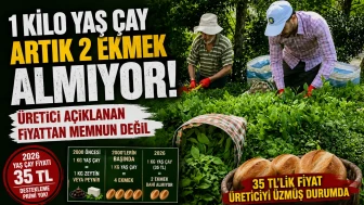 1 Kilo Yaş Çay Artık 2 Ekmek Almıyor! Üretici Açıklanan Fiyattan Memnun Değil