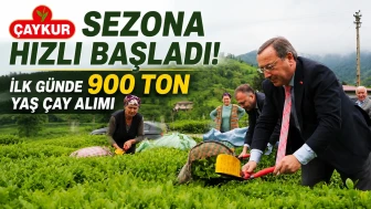 ÇAYKUR Sezona Hızlı Başladı: İlk Günde 900 Ton Yaş Çay Alımı