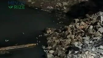 Bakırköy Sahilinde Şok Edici Görüntü! Akşam Üzeri Binlerce Canlının Kıyıya Vurması Sonrası Ekipler Harekete Geçti