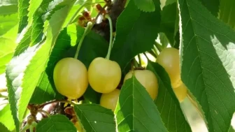 Malatya'da Tarım İşçileri Bulunamıyor! Üreticiler Hasat Döneminde Zorlu Günler Yaşıyor