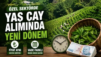 Özel Sektörde Yaş Çay Alımında Yeni Dönem: Fiyat Aynı, Vade Farklı