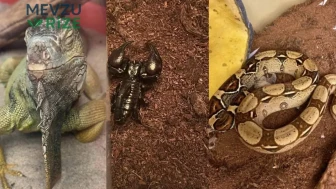 Evden Çıkan Canlılar Görenleri Şaşkına Çevirdi: Savan Varani'den Yılan, Akrep ve Tarantula Çıktı