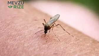 Neden hep sizi ısırıyor: Sivrisineklerin hedeflerini değiştiren 4 ana biyolojik etken incelendi