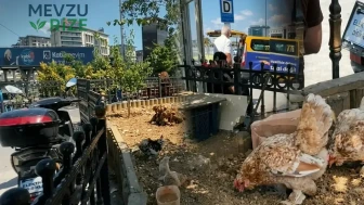 İstanbul'un Merkezinde Tavuk Cenneti: Kentin Göbeğinde Kümes Hayvancılığıyla Neşe Yayıyorlar!