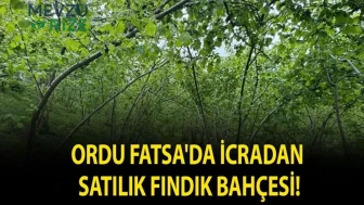 "Fatsa'da İcradan Fırsat: Satışa Çıkan Fındık Bahçesi!"