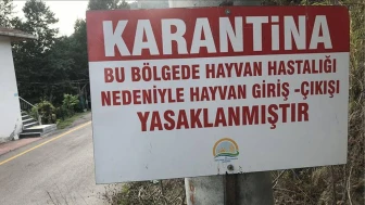 Van'da Kuduz Şüphesi Üzerine 7 Mahallede Karantina Alarmı Verildi!