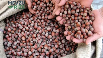 Fındık Fiyatlarında Son Durum: Serbest Piyasa Verileri İl İlin Değişkenlik Gösteriyor!