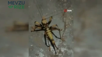 Elazığ'da Devasa Etçil Çekirge Keşfi: Köylüler Şaşkın!