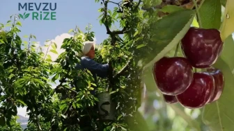 Tokat’ta Ziraat 0900 Kirazı Hasadı Başladı: Tarlada 60, Marketlerde 200 TL! Bir Ay Sürecek Hasat Dönemi Başladı!