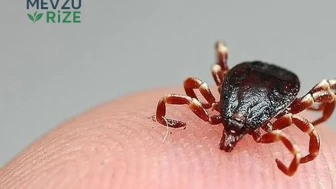 Kene Avı İstanbul'u Sarstı: Son Bir Haftada Yüzlerce Kene Toplandı!