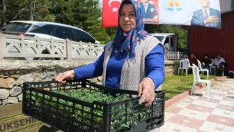 Adana'da Çiftçilere 200 Bin Domates Fidesi Hibe Ediliyor!