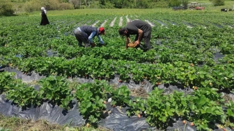 Tunceli'deki Kadın Çiftçiler Tarımda Başarı Hikayesi Yazıyor: Yüksek Verim ve Kalite Elde Ediyorlar!