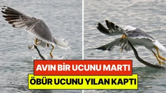 Van Gölü'nde Doğa Üzerinde Dört Dörtlük Mücadele: Martı ile Yılan Arasında Yırtıcı Av Rekabeti
