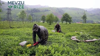 Yarın İkinci Sürgün Yaş Çay Alım Süreci Başlıyor!