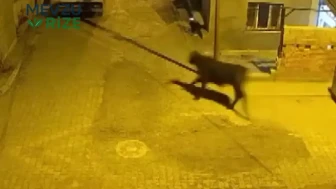 Hatay'da Angus Kargaşası: Kaçan İnek Sokakları Karıştırdı, O Anlar Kamerada!
