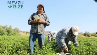 Rumeli'den getirilen 130 yıllık ata tohumuyla ekiliyor: Tarlada kilosu 50 lira oldu