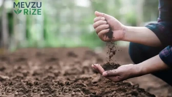 Çay Yaprakları Bahçenizi Nasıl Zenginleştirir? Doğru Kullanım Yöntemleri!