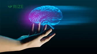 İnsan Beyin Kökünün 3 Boyutlu Detaylı Atlası ile Alzheimer ve Parkinson Hastalıklarına Umut Işığı!