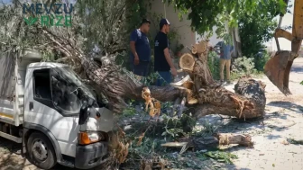Nasıl olduğunu anlamadı: 16 yıllık ağaç kamyonetin üzerine devrildi..