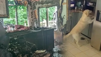 ABD'de Köpeğin Tost Makinesini Çalıştırması Sonucu Yangın Çıktı: 3 Evcil Hayvan Hayatını Kaybetti