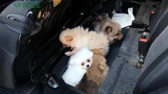Yavru Pomeranianlar Koltuğun Altından Çıkıp Oyun Havalarında Koşmaya Başladı!
