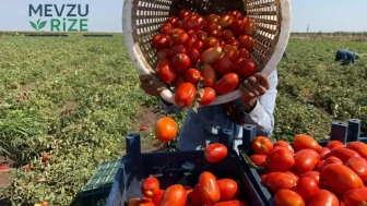 Kalite Zirveye Ulaştı, Fiyatlar Yerle Bir: Kilogramı 13 TL'ye Geriledi!