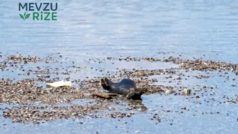 Tuna Nehri'nde Su Seviyesindeki Düşüş, Mamut Fosillerinin Gün Yüzüne Çıkmasını Sağladı!