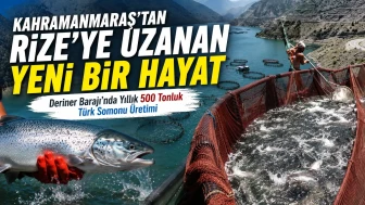 Kahramanmaraş'tan Rize'ye Uzanan Yeni Bir Hayat: Deriner Barajı'nda Yıllık 500 Tonluk Türk Somonu Üretimi