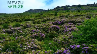 Trabzon'un Gizli Cenneti: Renklerin Büyüleyici Dansı!