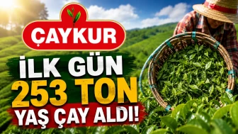 ÇAYKUR, İlk Gün 253 Ton Yaş Çay Aldı