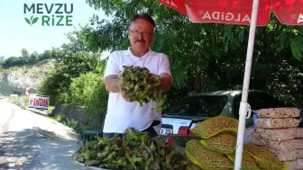 Yeni Sezon Fındık Hasadı Başladı: Yeşil Kabuklu Fındığın Kilogram Fiyatı 200 TL!
