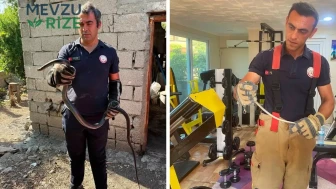 Hatay'da Vatandaşlara Korku Sardı: Yerleşim Alanlarında Yılan Yakalama Operasyonu Gerçekleşti!