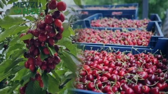 Batı Akdeniz'den Kiraz ve Vişne İhracatında Tarihi Zirve: 40,6 Milyon Dolar Gelir Elde Edildi!